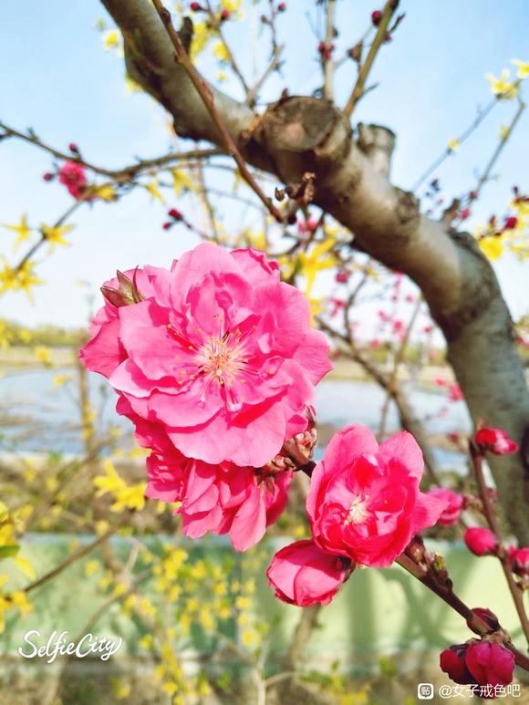 ”梅花香自苦寒来