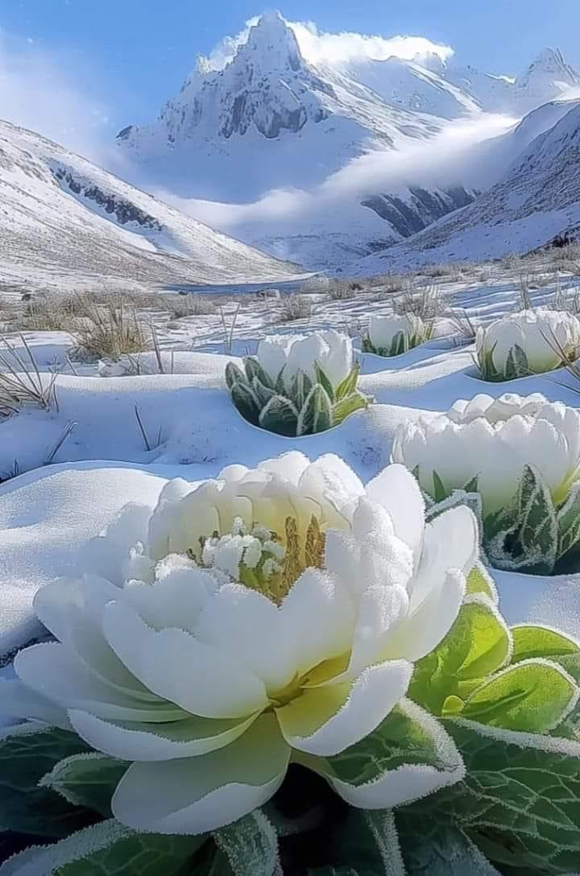 ”《欲海回狂》（白话解）·