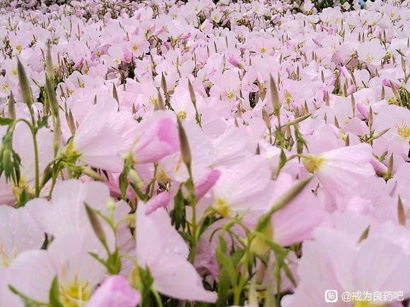 ”戒色是身体健康的关键#微信看病卖药是假的#