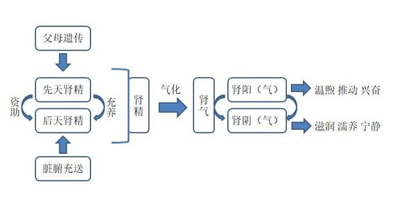 ”戒色的中医理论基础2-频繁遗精的治法