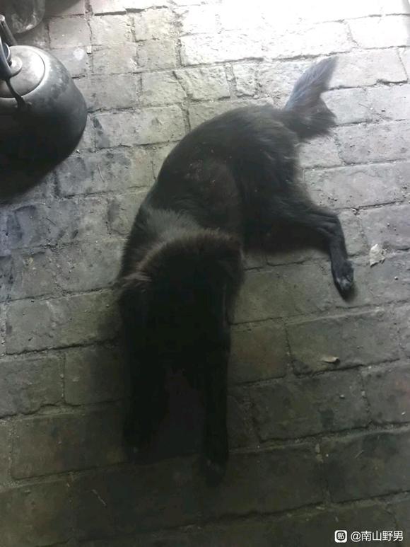 ”做客山中戒友家