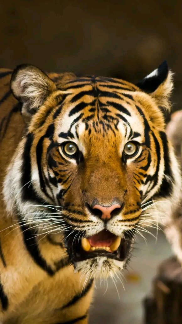 ”勇猛精进！戒色220天后我戒出如猛虎般的王者霸气！