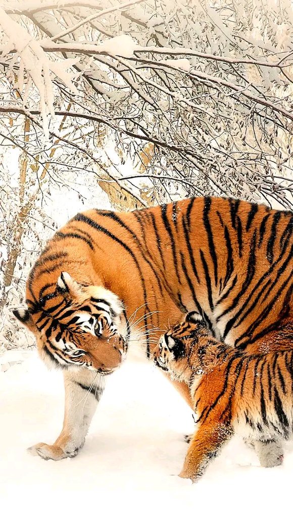 ”勇猛精进！戒色220天后我戒出如猛虎般的王者霸气！