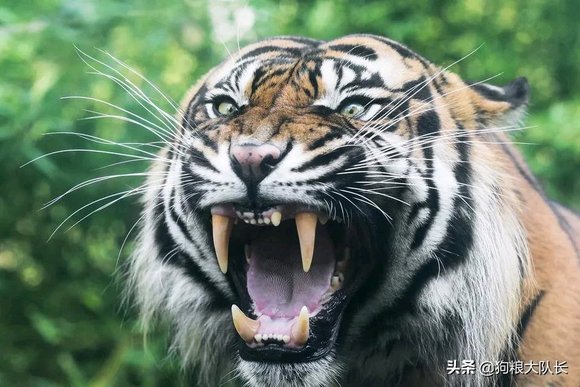 ”勇猛精进！戒色220天后我戒出如猛虎般的王者霸气！