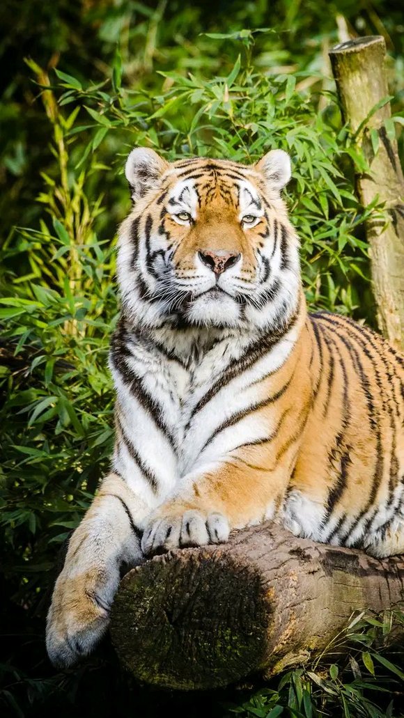 ”勇猛精进！戒色220天后我戒出如猛虎般的王者霸气！