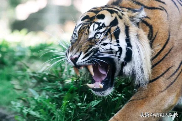 ”勇猛精进！戒色220天后我戒出如猛虎般的王者霸气！