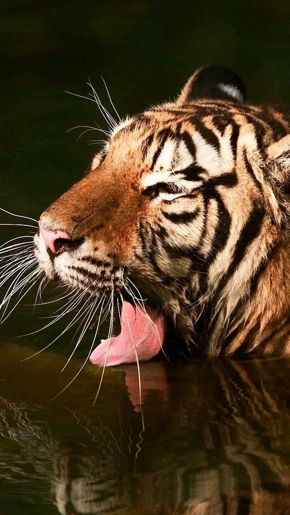 ”勇猛精进！戒色220天后我戒出如猛虎般的王者霸气！