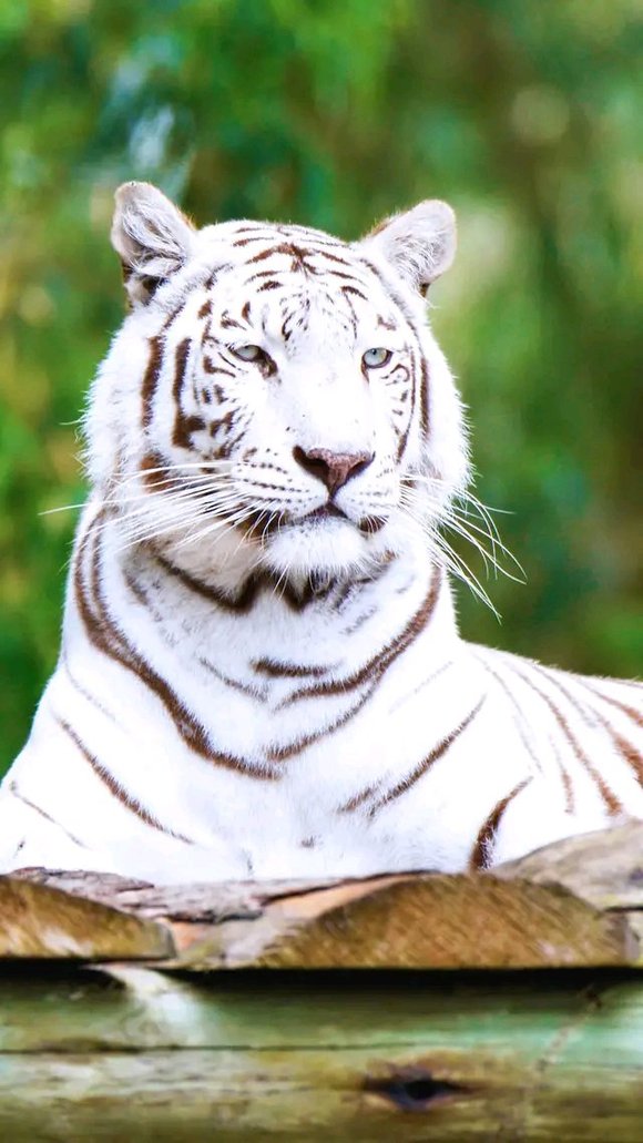 ”勇猛精进！戒色220天后我戒出如猛虎般的王者霸气！