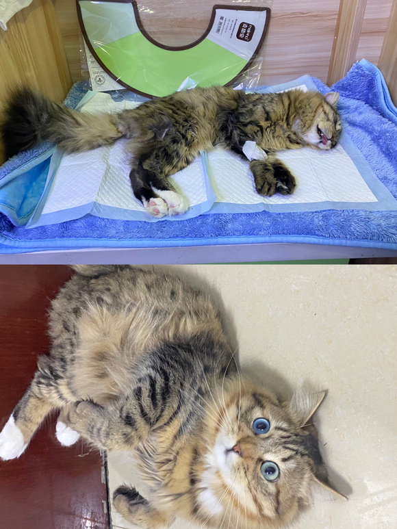 ”戒色中vs戒色后的小猫