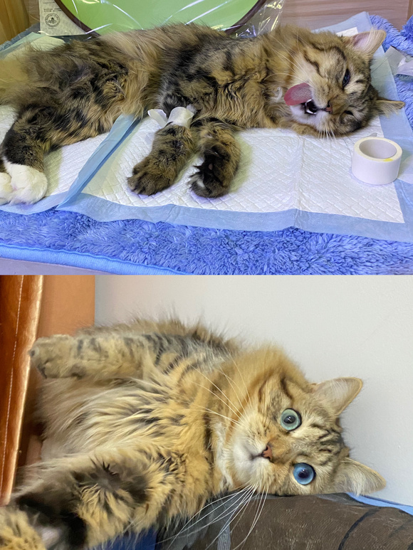 ”戒色中vs戒色后的小猫