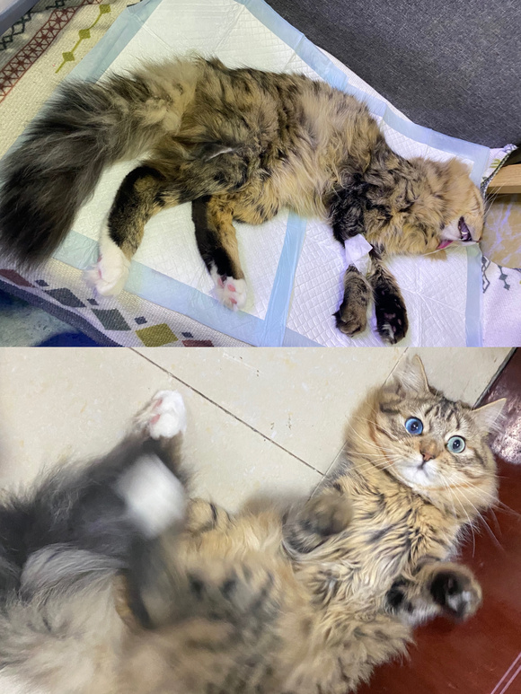 ”戒色中vs戒色后的小猫