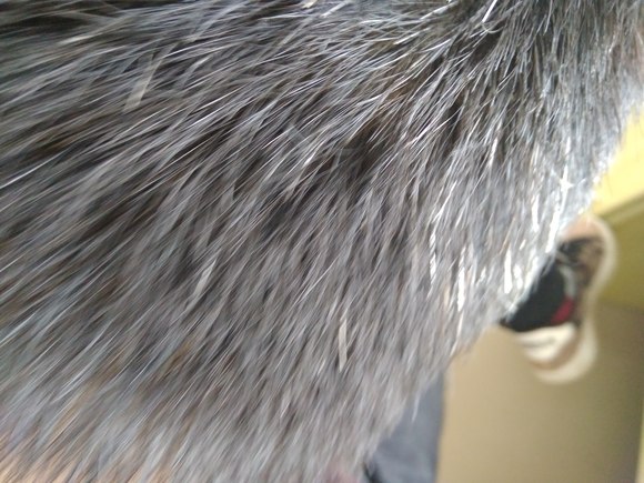 ”各位吧友，我后脑有很多白发，我戒色也有很长一段时间了，每天早