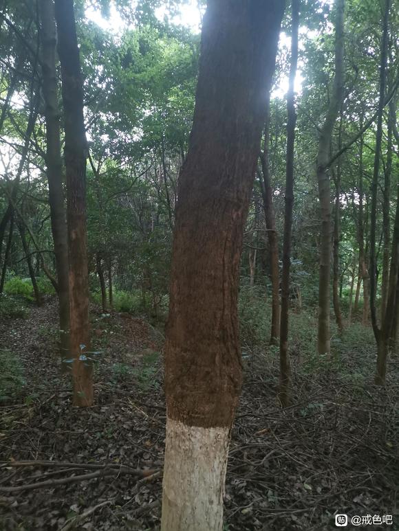 ”请问抱树选什么样的树