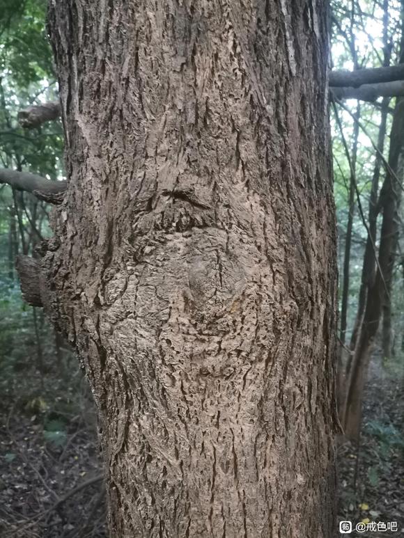 ”请问抱树选什么样的树