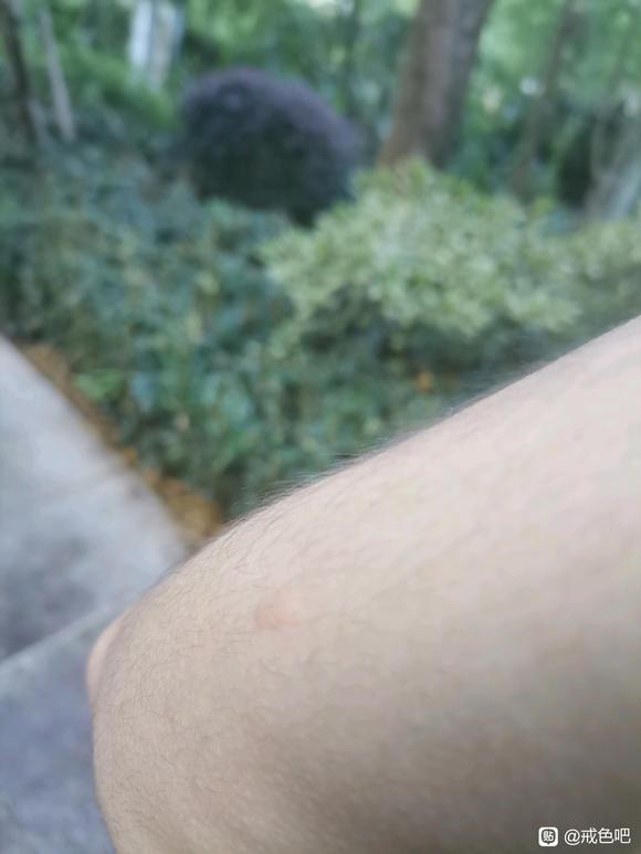 ”请问抱树选什么样的树