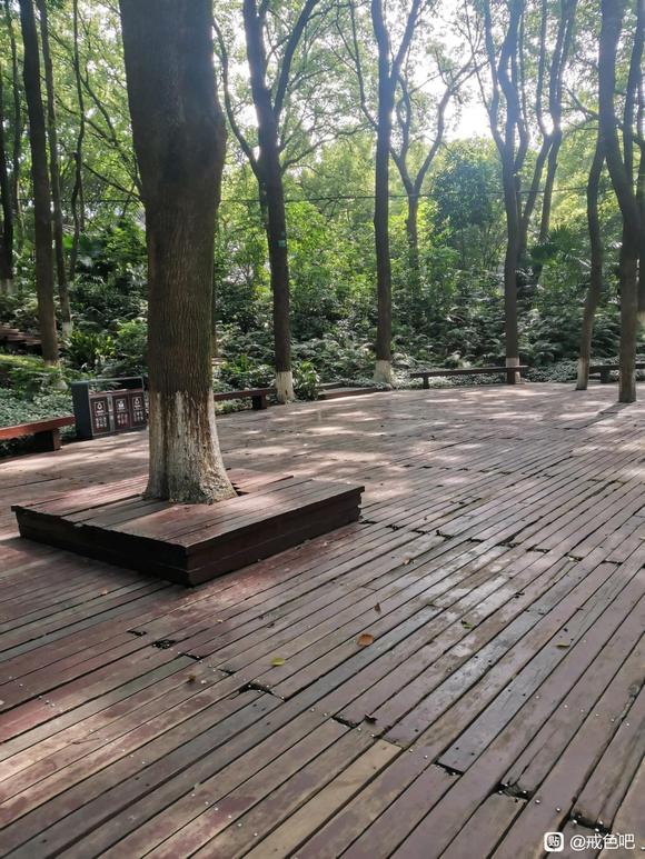 ”第一次树疗完成