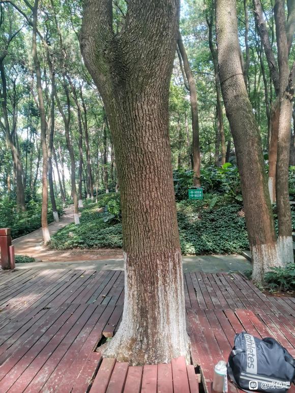 ”第一次树疗完成