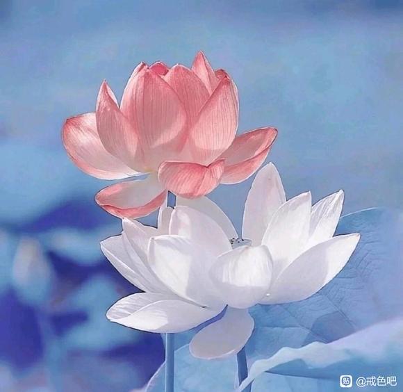 ”戒除邪淫，回归纯净