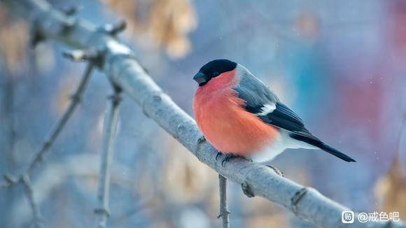 ”本人在此立誓：一年内不再手淫。此贴为证。