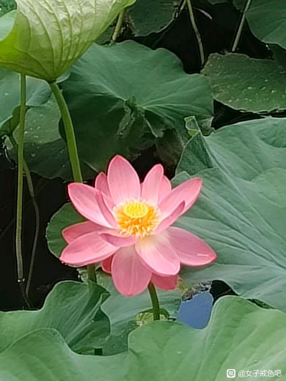 ”今日三善完成