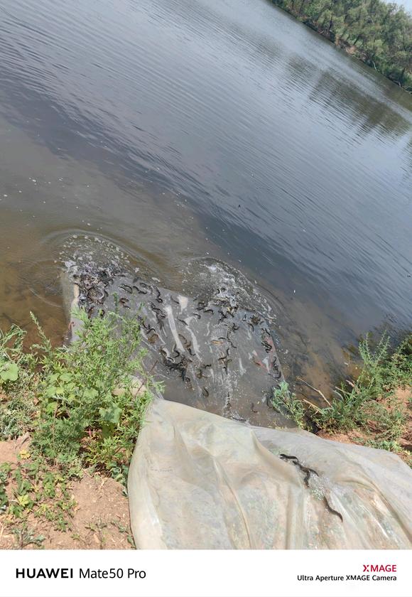 ”今天去放生了，感觉很不错