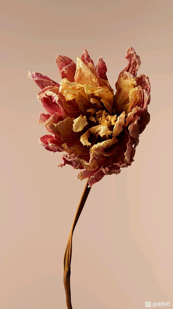 ”肾虚只能戒色恢复吗，好像做啥都快不了