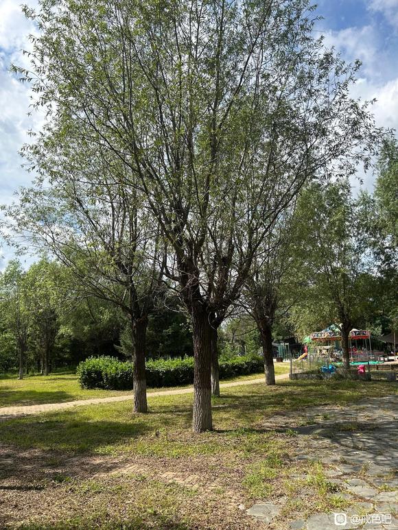 ”请教树疗过程中的一些问题