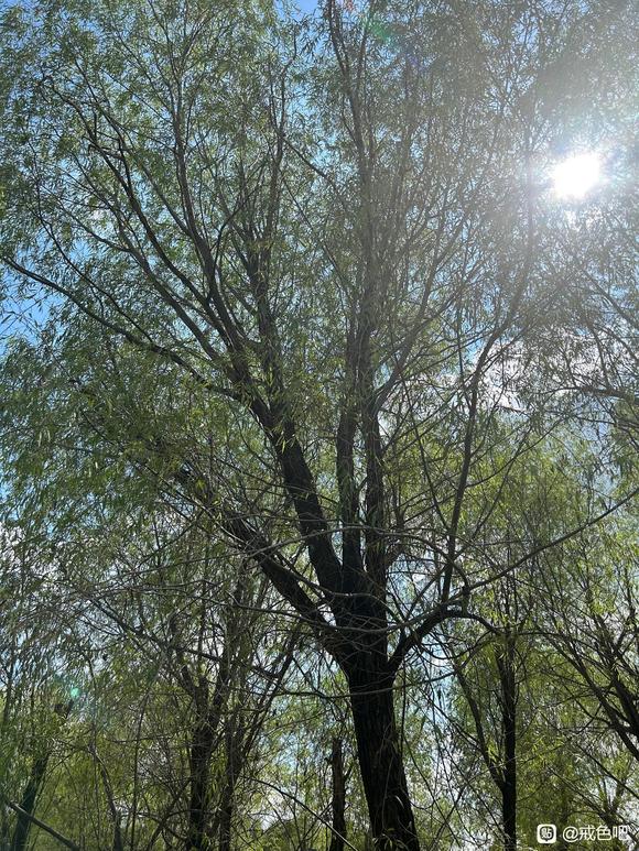 ”请教树疗过程中的一些问题