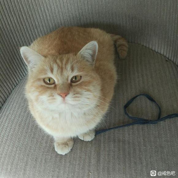 ”10天了，已经战胜Y魔