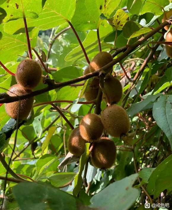 ”秦岭深山的野生猕猴桃