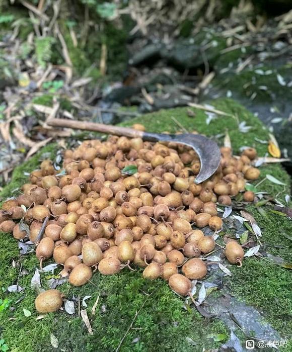 ”秦岭深山的野生猕猴桃