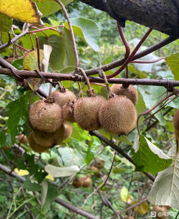 ”秦岭深山的野生猕猴桃