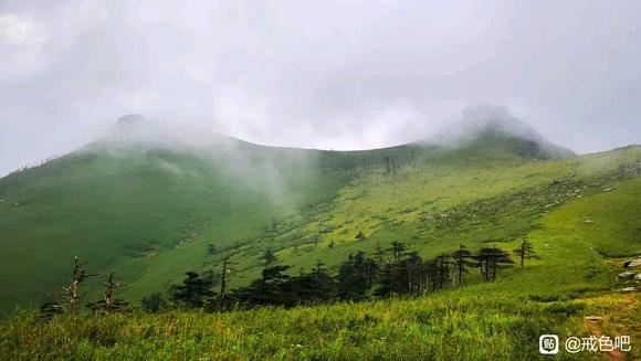 ”秦岭深山的野生猕猴桃