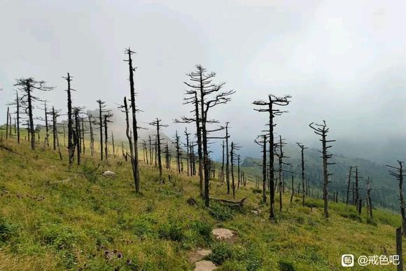 ”秦岭深山的野生猕猴桃