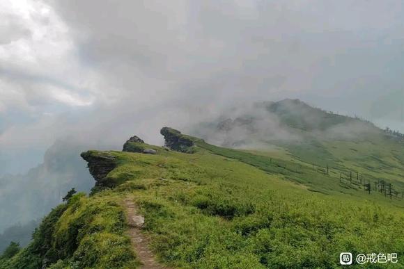 ”秦岭深山的野生猕猴桃