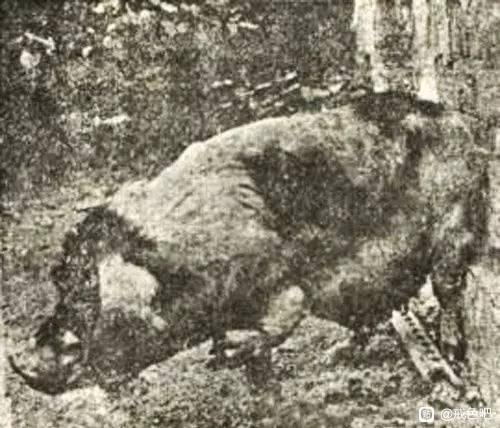 ”轮回转世事件