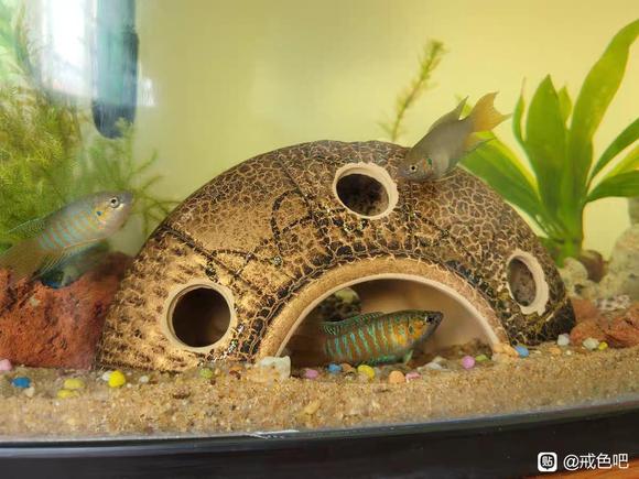 ”第25天破戒了。兄弟们。