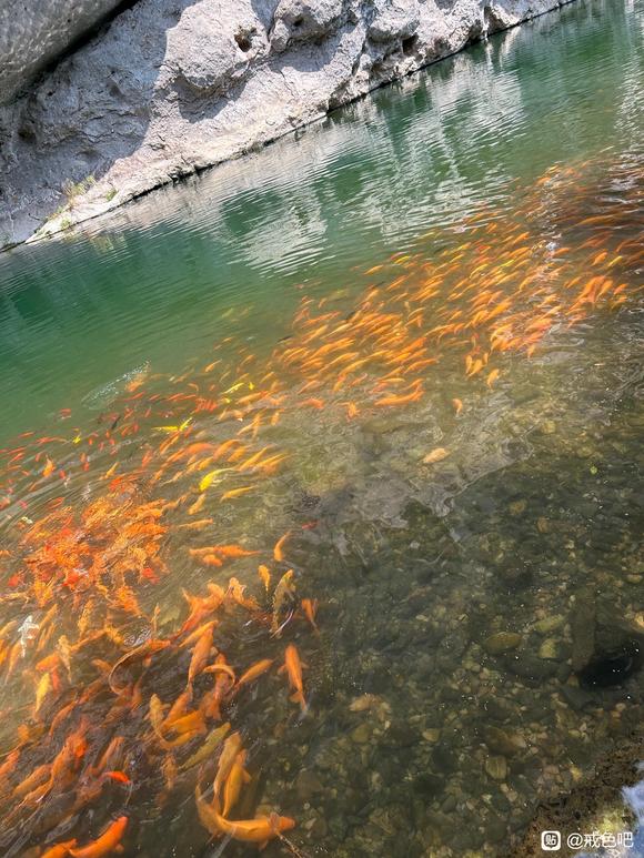 ”第31天七年的戒色油子