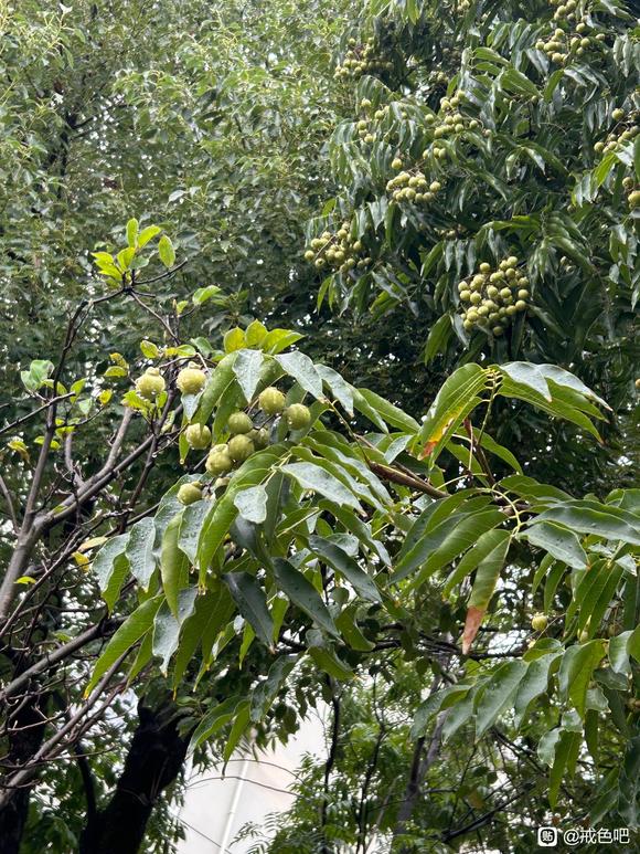 ”我是真的累了，我天天看戒为良药可还是破！