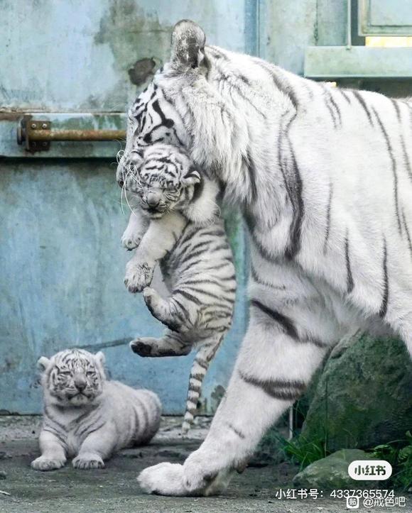 ”有慢性鼻炎戒色后恢复的吗