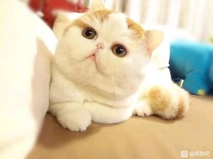 ”微信：八大灵