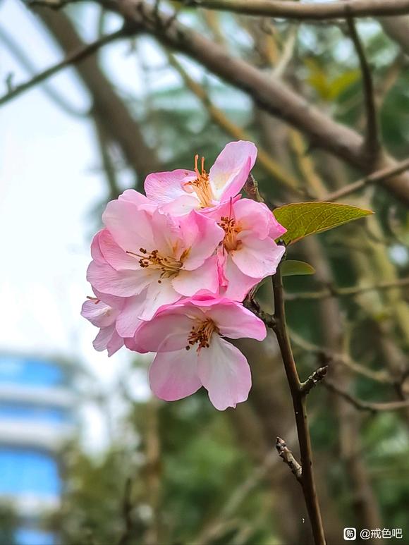 ”不能当戒油子