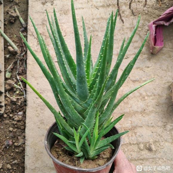 ”芦荟戒邪淫法