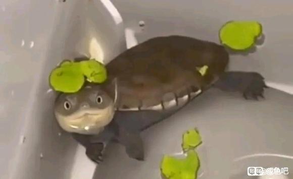 ”新人求助，大家使劲骂#我的人生##修身养性#