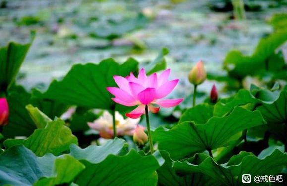 ”兄弟姐妹中，“命最好”的往往是这种人，别不信！（并非迷信）