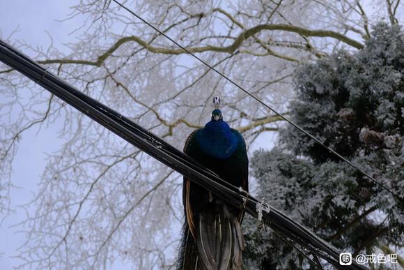 ”作蠢梦怡精算破戒吗