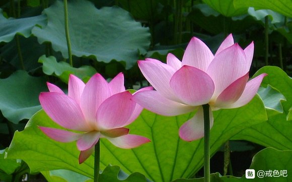 ”我分享戒手淫的方法，首先给大家介绍阳亢阴虚阳亢，是指人体的阴